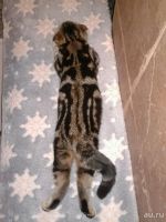 Лот: 10554826. Фото: 2. Вязка шотланской девочки. Животные и уход
