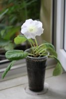 Лот: 3077558. Фото: 4. Глоксиния 37 (цветёт). Красноярск