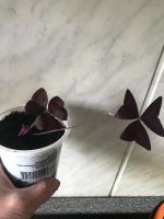 Лот: 19136512. Фото: 2. Оксалис. Комнатные растения и уход