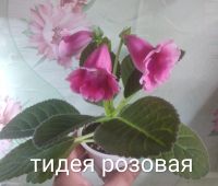 Лот: 17820050. Фото: 3. Глоксиния махровая (куст) и не... Растения и животные