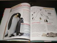 Лот: 6844240. Фото: 3. Детская энциклопедия. Детеныши... Литература, книги