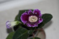 Лот: 3123536. Фото: 2. Глоксиния 11. Комнатные растения и уход