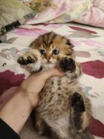 Лот: 11073987. Фото: 3. Чистокровный Шотлат. Отличный... Растения и животные