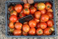 Лот: 14353005. Фото: 2. Помидоры со своего огорода. Продукты