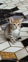 Лот: 22030307. Фото: 6. котята на счастья