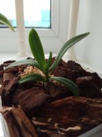Лот: 11838486. Фото: 4. Орхидея Haraella retrocalla. Красноярск