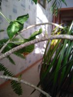 Лот: 14902280. Фото: 4. Драцена. Красноярск