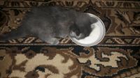 Лот: 10964698. Фото: 6. Котята