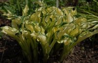 Лот: 4268843. Фото: 3. хоста 'Жанет Дей' (hosta 'Janet... Для дачи, дома, огорода, бани, парка