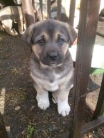 Лот: 9591634. Фото: 4. Верные друзья ищут дом!. Красноярск