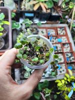 Лот: 17203885. Фото: 2. Пеперомия прострата. Комнатные растения и уход