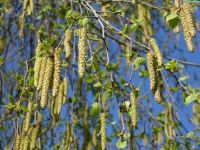 Лот: 11270665. Фото: 2. Берёза ( Betula) . Саженцы для... Семена, рассада, садовые растения