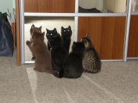 Лот: 3662910. Фото: 7. Британский котенок элитный редкий...