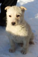 Лот: 6799024. Фото: 7. Замечательные щенки на охрану