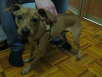 Лот: 8025884. Фото: 2. Нашлась собака на Воронова рядом... Животные и уход