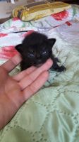 Лот: 11597304. Фото: 3. Отдам котят. Растения и животные