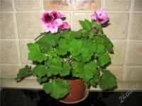 Лот: 62812. Фото: 2. Пеларгония царская. Комнатные растения и уход