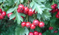 Лот: 9837233. Фото: 2. Боярышник кроваво красный (Crataegus... Семена, рассада, садовые растения