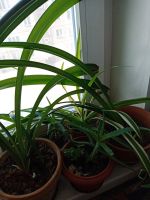 Лот: 19985330. Фото: 3. Цветы домашние. Растения и животные