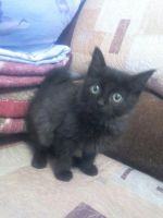 Лот: 8214511. Фото: 6. Ласковые вислоухие котята пушистые...