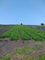 Лот: 17632659. Фото: 2. Ягода виктория. Продукты