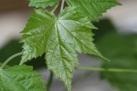 Лот: 3407849. Фото: 2. Абутилон Селло (клен). Комнатные растения и уход