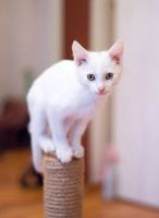 Лот: 7047663. Фото: 3. Кошки белого окраса. Растения и животные