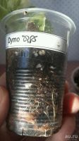 Лот: 13482821. Фото: 5. Фуксия сортовая Dymo (укоренённый...