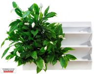 Лот: 7862335. Фото: 2. Фитомодуль 104х67 см для вертикального... Комнатные растения и уход