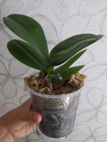 Лот: 14413652. Фото: 3. Орхидея Фаленопсис Kaoda Twinkle... Растения и животные