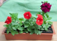 Лот: 7595425. Фото: 2. Рассада цветов для озеленения... Семена, рассада, садовые растения