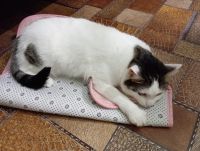 Лот: 21985732. Фото: 3. Кошка Ксюша. Растения и животные