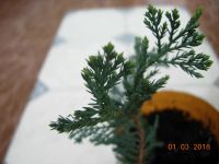 Лот: 4357468. Фото: 2. Можжевельник горизонтальный с... Семена, рассада, садовые растения