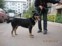 Лот: 1951295. Фото: 2. Кобель, молодой в добрые руки... Животные и уход