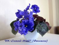 Лот: 12666510. Фото: 3. "ЕК-Синий Иней"- детка фиалки... Сувениры, подарки