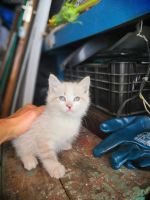 Лот: 16200437. Фото: 2. Котята. Животные и уход
