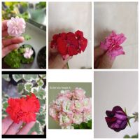 Лот: 25711118. Фото: 2. Черенки сортовых пеларгоний для... Комнатные растения и уход