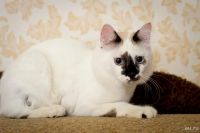 Лот: 9673660. Фото: 2. шикарный кот бесплатно. Животные и уход