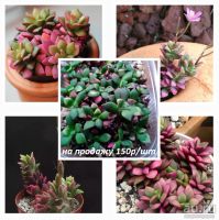 Лот: 16951498. Фото: 2. Суккулент №9-Анакампсерос Rufescens... Комнатные растения и уход