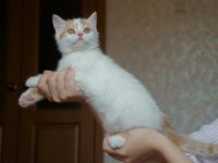 Лот: 2975248. Фото: 7. Котята скотиш страйт