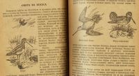 Лот: 16195495. Фото: 5. Герман В.Е. Охота на болотную...