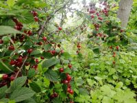 Лот: 16293636. Фото: 3. Вишня кустовая. Красноярск
