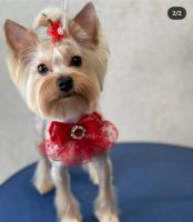 Лот: 25886034. Фото: 7. Щенки Йорка