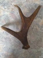 Лот: 13465915. Фото: 2. рог. Охота