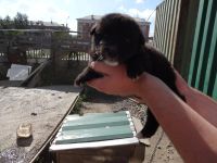 Лот: 4425170. Фото: 5. Щенки