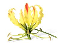 Лот: 10055428. Фото: 2. Куплю глориозу (Gloriosa) сортов... Комнатные растения и уход