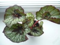 Лот: 48150. Фото: 2. Begonia Rex