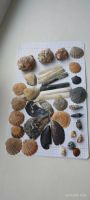 Лот: 25794210. Фото: 5. Ракушки разные . Набор.