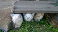Лот: 14545974. Фото: 3. Помесные котята 1,5 мес. Растения и животные