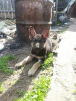 Лот: 11765863. Фото: 3. Щенки вео. Растения и животные